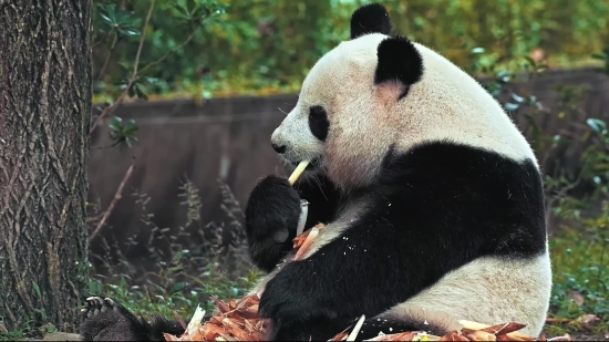 English Video Clip Download, Giant Panda, Mammal, Wild, Bear, Wildlife