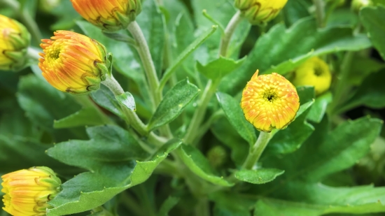 Envato Stock Footage, Herb, Plant, Flower, Vascular Plant, Buttercup