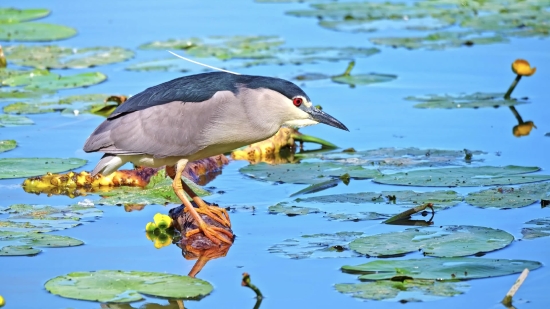 Environment Stock Video, Bird, Aquatic Bird, Goose, Wildlife, Waterfowl