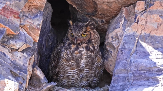 Eye Close Up Stock Footage, Bird, Wild, Wildlife, Nestling, Predator