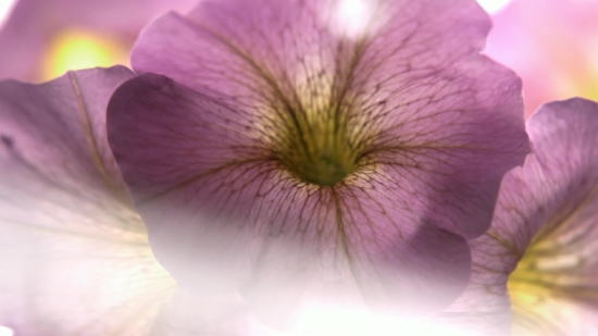 Face Stock Video, Petunia, Flower, Angiosperm, Spermatophyte, Vascular Plant