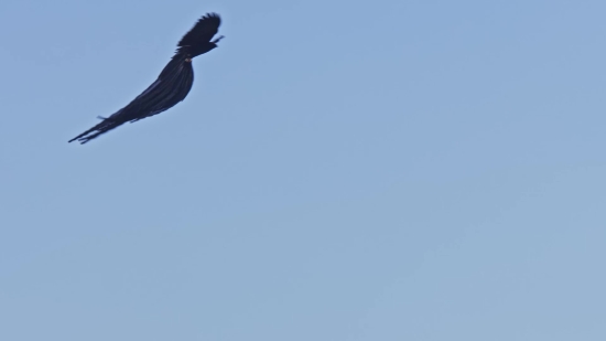 Facebook Clip Converter, Vulture, Bird, Sky, Flying, Fly