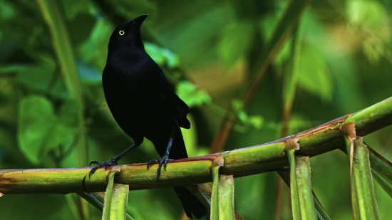 Facebook Mp4 Download, Magpie, Bird, Wildlife, Beak, Feather