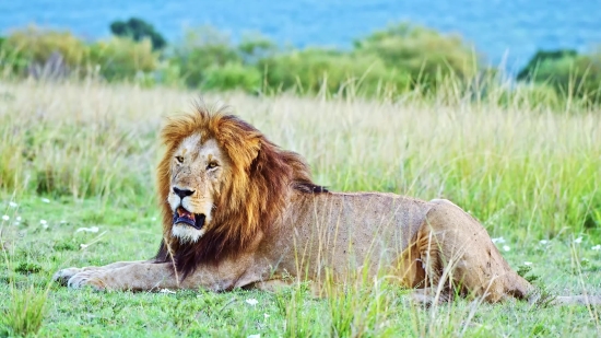 Fact Video Clips Free, Lion, Big Cat, Feline, Predator, Cat