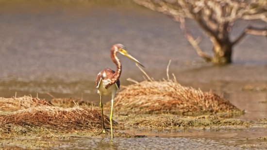 Facts Video Clip No Copyright, Wading Bird, Bird, Heron, Aquatic Bird, Wildlife