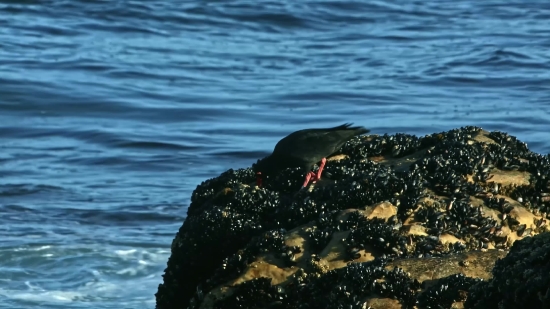 Facts Video Clip, Shorebird, Wading Bird, Sandpiper, Aquatic Bird, Water