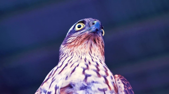 Falcon, Bird, Hawk, Bird Of Prey, Beak, Wildlife