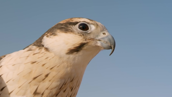 Falcon, Hawk, Bird, Bird Of Prey, Beak, Wildlife