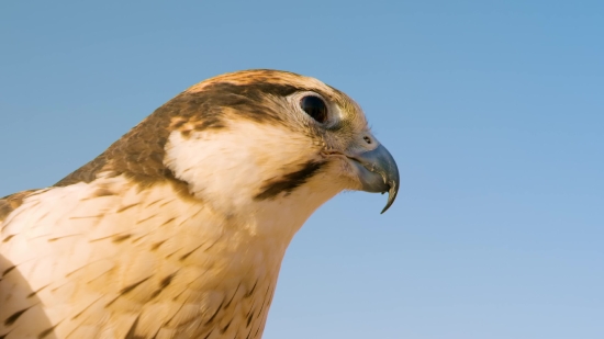 Falcon, Hawk, Bird, Bird Of Prey, Beak, Wildlife