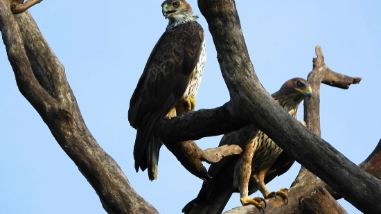 Falcon, Hawk, Bird, Kite, Bird Of Prey, Eagle