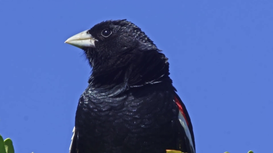 Falling Hearts Video Background Free Download, Bird, Magpie, Wildlife, Beak, Starling