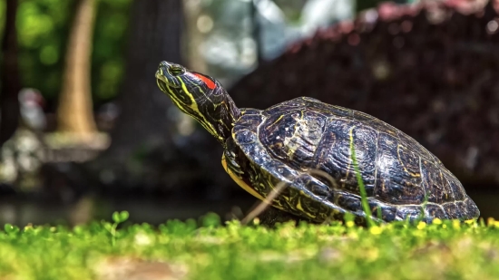 Family Stock Video Download, Terrapin, Turtle, Reptile, Shell, Slow