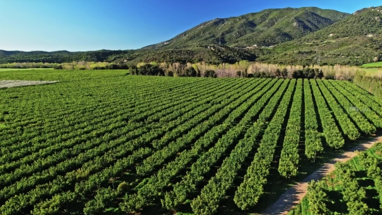 Farm, Agriculture, Tea, Field, Rural, Landscape