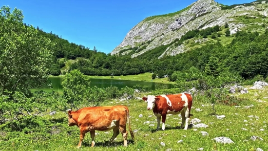 Farm, Cow, Pasture, Ranch, Grass, Horse