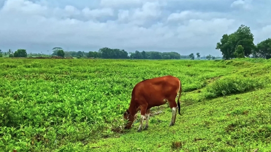 Farm, Horse, Pasture, Grass, Horses, Field