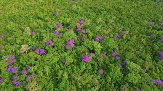 Farm Stock Video, Herb, Vascular Plant, Plant, Flower, Shrub