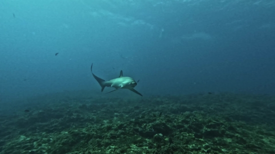 Farmer Stock Video, Hammerhead, Shark, Fish, Ocean, Sea