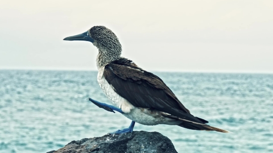 Fast Moving Clouds Background Video, Seabird, Bird, Auk, Aquatic Bird, Wildlife