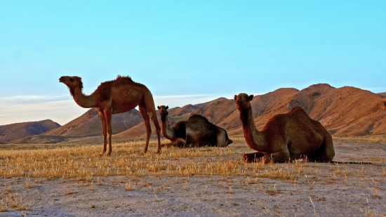 Fee Free Video Download, Camel, Ungulate, Desert, Mammal, Sand