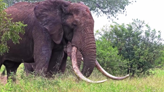 Ff Background Video, Tusker, Elephant, Mammal, Animal, Safari