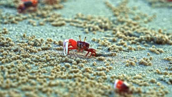 Fiddler Crab, Crab, Crustacean, Arthropod, Sea, Ocean