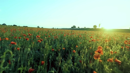 Field, Flower, Plant, Landscape, Spring, Sky