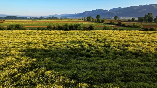 Field, Grass, Field Soybean, Landscape, Rural, Meadow