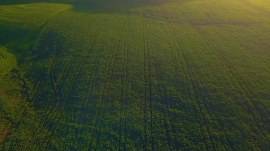 Field, Landscape, Grass, Spring, Plant, Summer