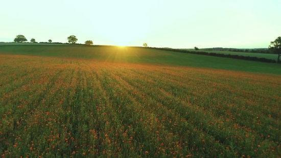 Field, Meadow, Grass, Wheat, Sky, Field Soybean