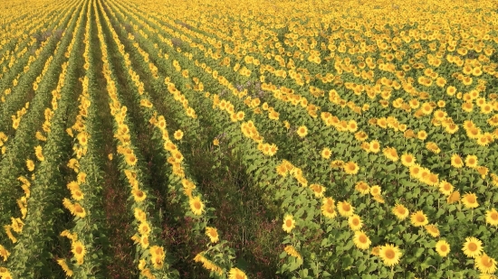 Field, Plant, Herb, Vascular Plant, Sunflower, Yellow