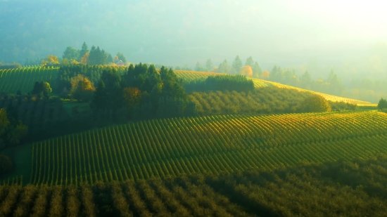 Field, Rapeseed, Landscape, Rural, Agriculture, Oilseed