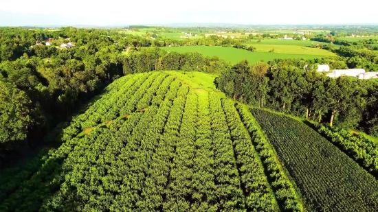 Field, Rural, Farm, Agriculture, Landscape, Field Soybean