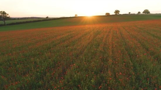 Field Soybean, Field, Soy, Meadow, Grass, Landscape