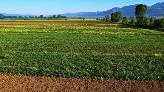 Field Soybean, Soy, Bean, Field, Legume, Landscape