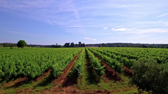 Field Soybean, Soy, Bean, Field, Legume, Landscape