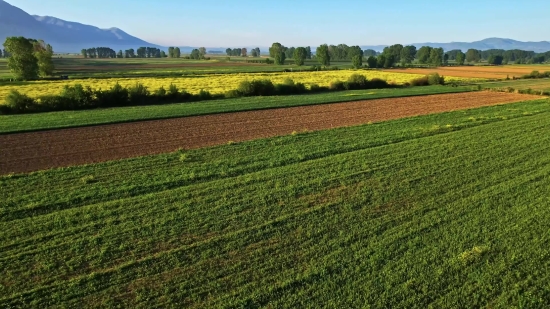 Field Soybean, Soy, Bean, Field, Rural, Landscape