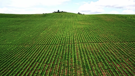 Field Soybean, Soy, Bean, Legume, Field, Agriculture