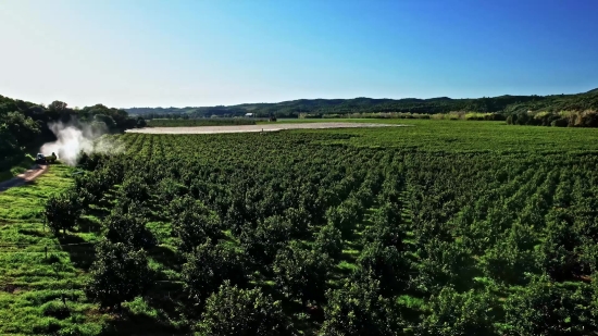 Field Soybean, Soy, Bean, Legume, Field, Landscape