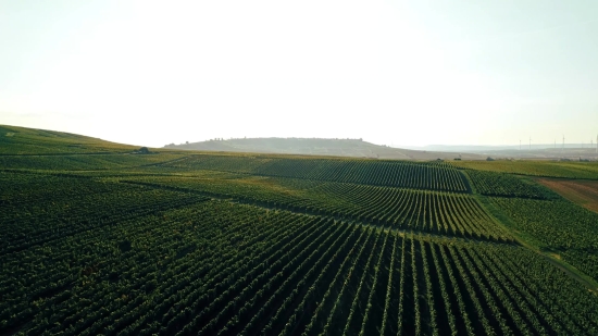 Field Soybean, Soy, Field, Landscape, Bean, Sky