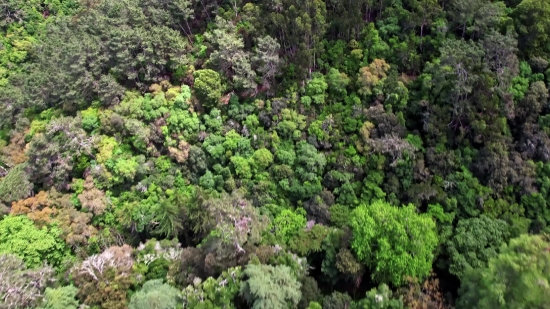 Filmsupply Stock Footage, Tree, Woody Plant, Forest, Vascular Plant, Plant