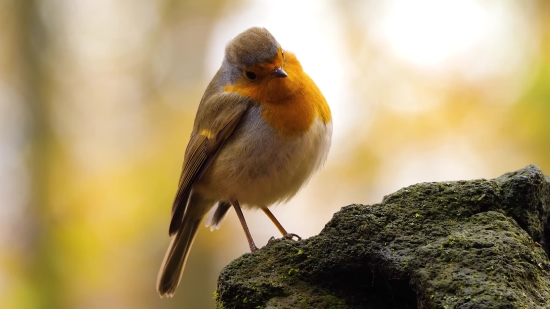 Finch, Bird, Brambling, Feather, Beak, Wildlife