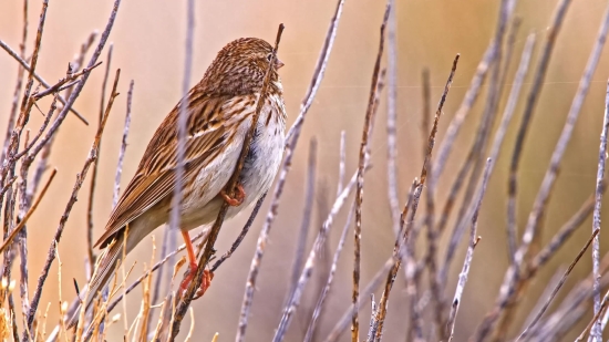 Finch, Bird, Sparrow, House Finch, Beak, Wildlife