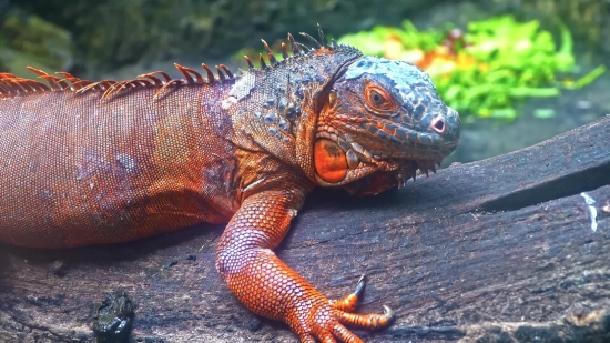 Find Movie Clips, Common Iguana, Lizard, Reptile, Wildlife, Iguana