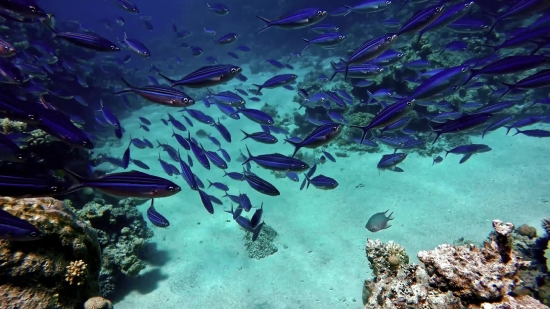 Fish, Reef, Underwater, Sea, Coral, Ocean