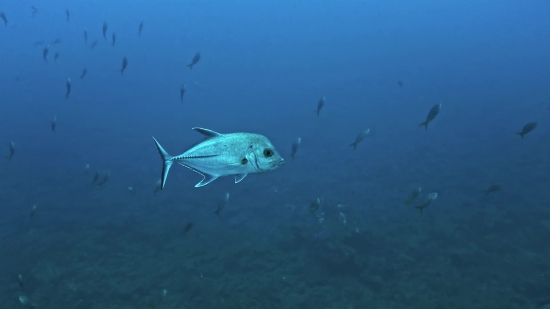 Fish, Underwater, Sea, Ocean, Food Fish, Water