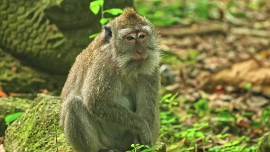 Flag Waving Video Download, Macaque, Monkey, Primate, Wildlife, Wild