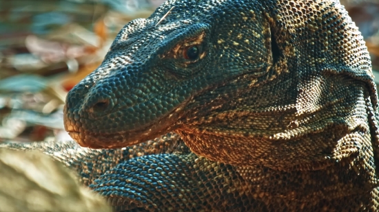 Flame Background Video, Lizard, Reptile, Wildlife, Wild, Eye