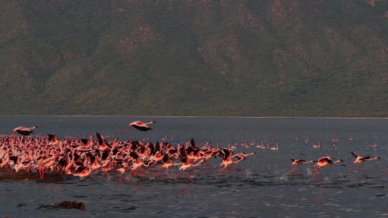 Flamingo, Wading Bird, Aquatic Bird, Beach, Bird, Water