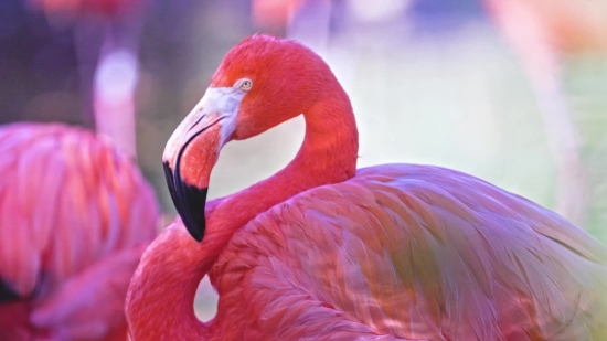 Flamingo, Wading Bird, Aquatic Bird, Bird, Beak, Wildlife