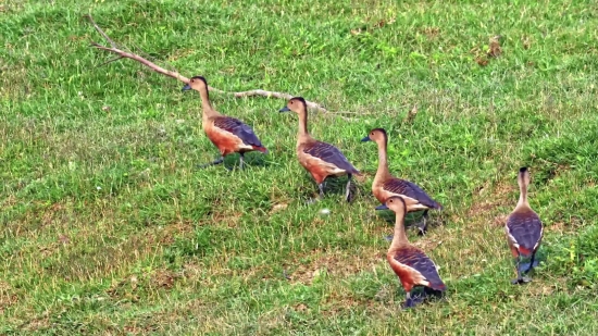 Flamingo, Wading Bird, Aquatic Bird, Bird, Goose, Wildlife